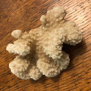 Astrocoeniidae Sea Coral Natural Coral 3 1/2"x2" SeaShell 2.7 oz